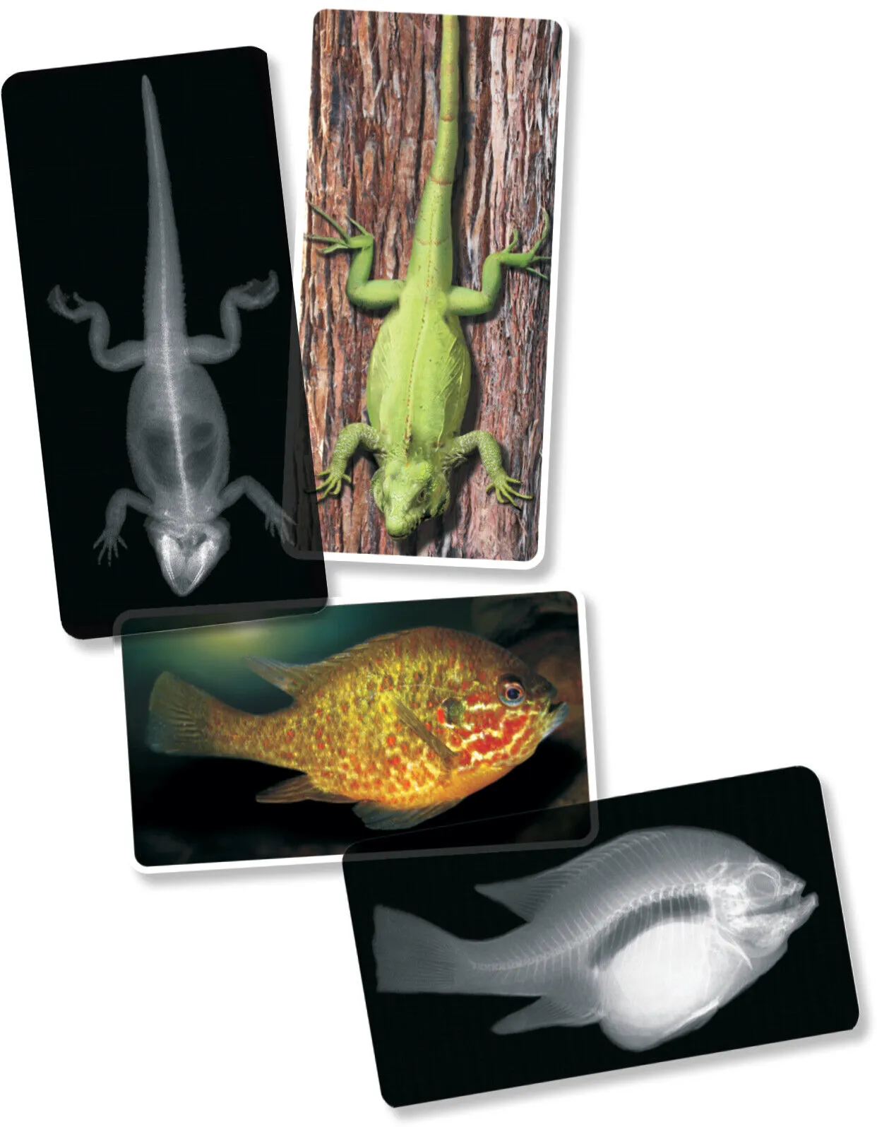 Animals X-Ray Cards By Roylco 10cm x 25cm 14pc Early Science STEM Toys 4yrs 