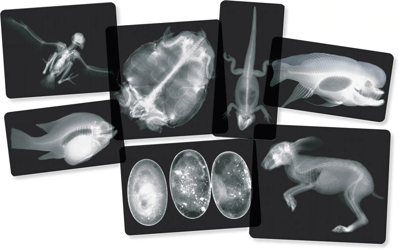 Animals X-Ray Cards By Roylco 10cm x 25cm 14pc Early Science STEM Toys 4yrs 