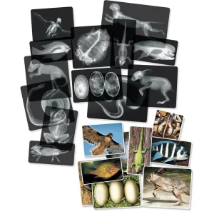 Animals X-Ray Cards By Roylco 10cm x 25cm 14pc Early Science STEM Toys 4yrs 