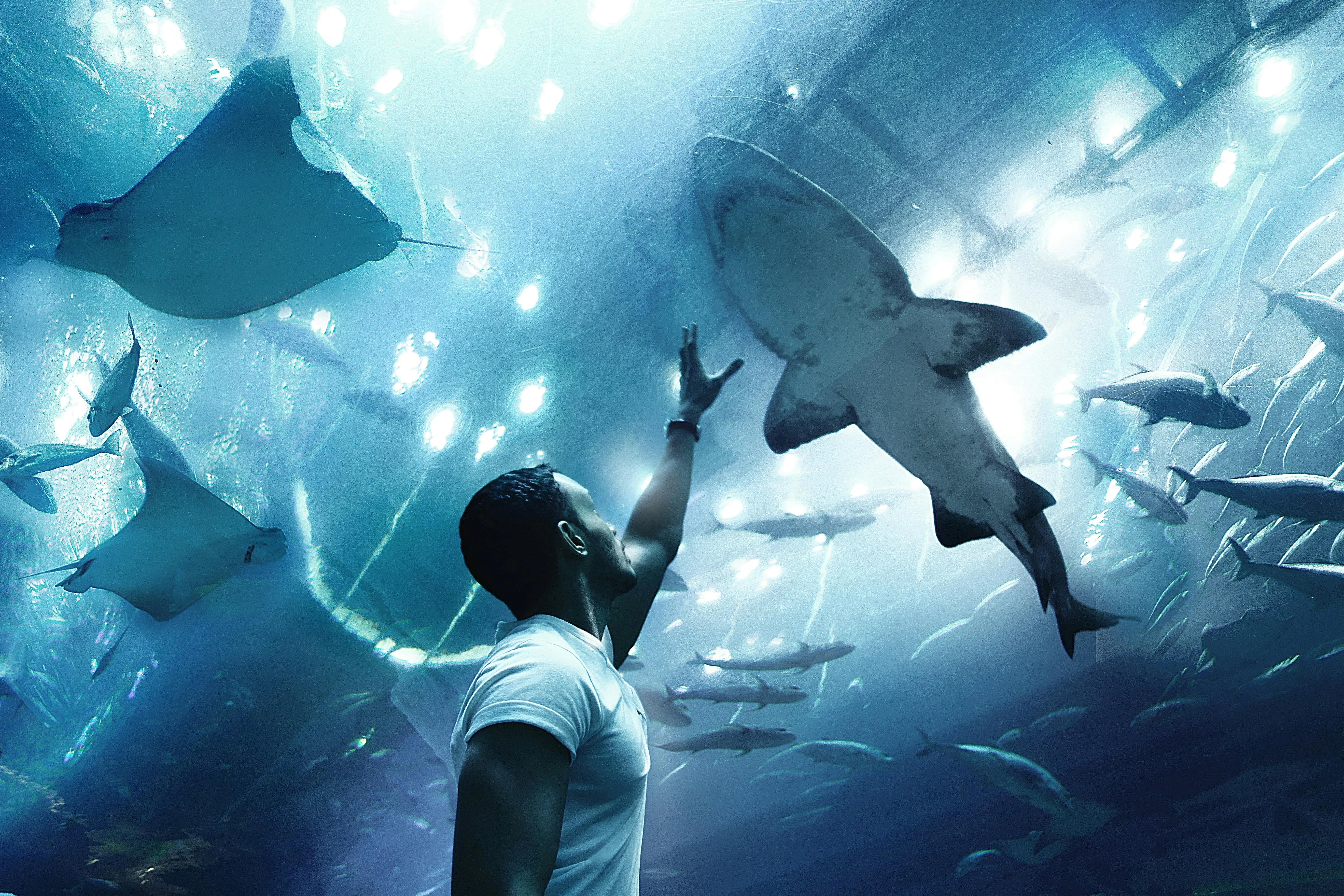 Dubai Aquarium   View At The Palm - Combo tickets